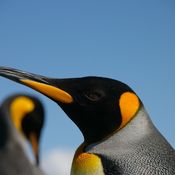 King Penguin